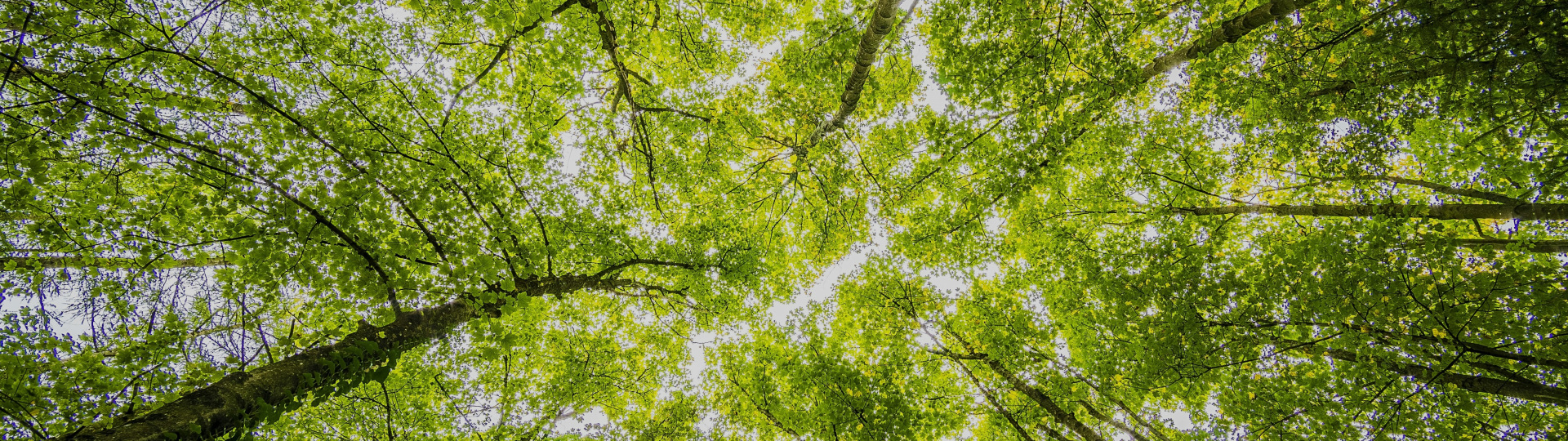 Nachhaltigkeit_Strategie_Header