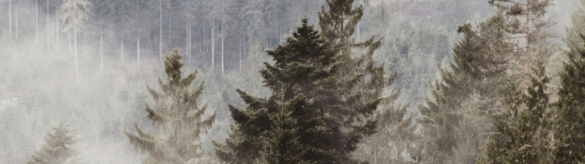 Blogbeitrag_Nachhaltigkeit_Schwarzwald