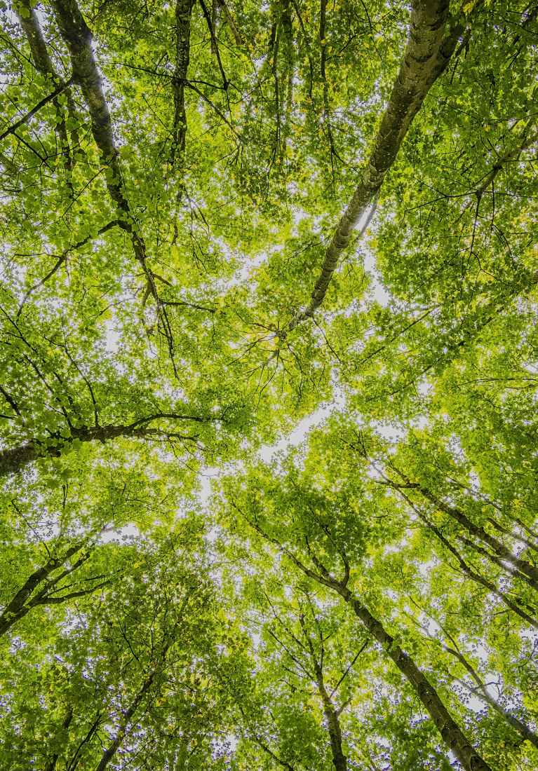 Nachhaltigkeit_Strategie_Header